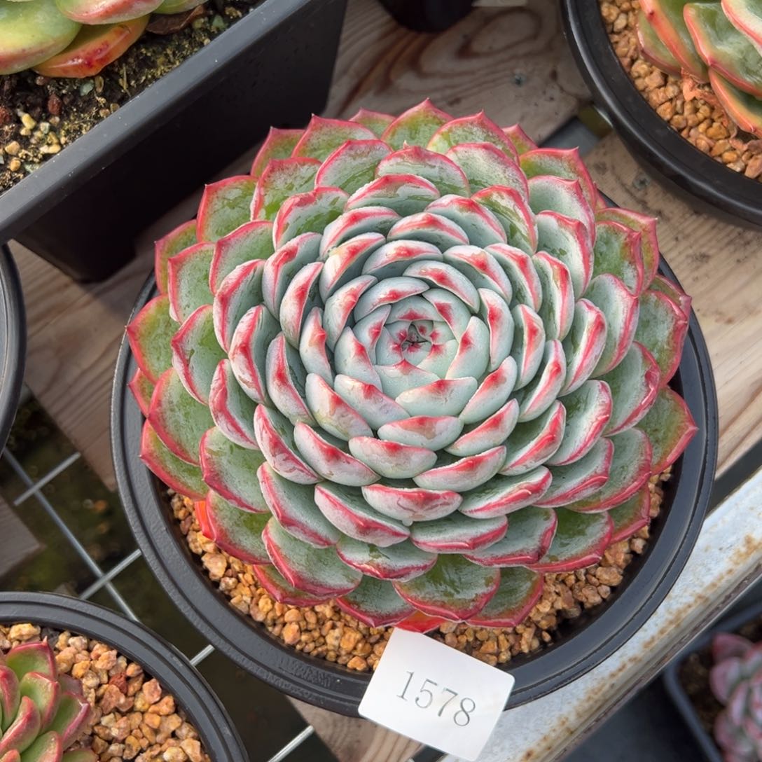 七*丶1578肉肉肉肉肉肉肉