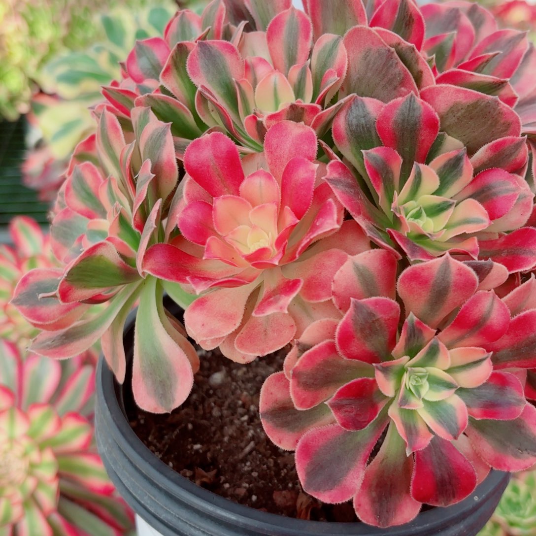 一物一拍多肉法师15