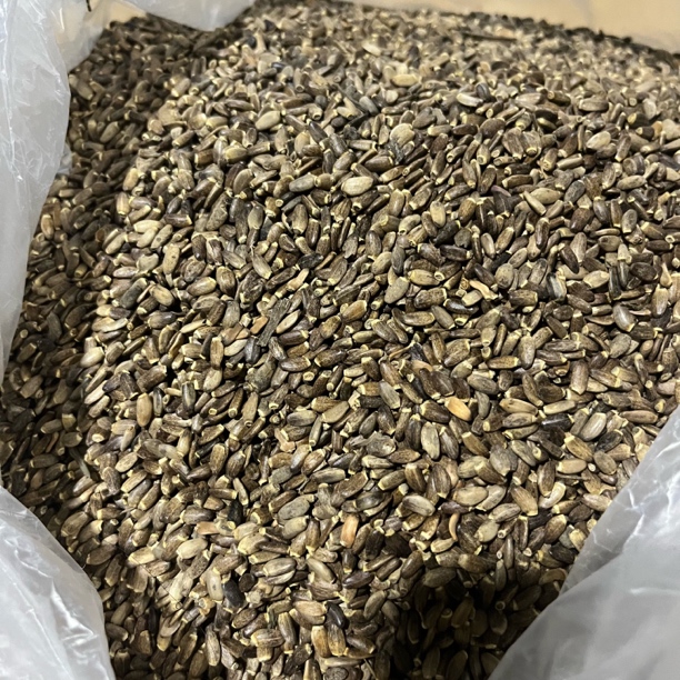 云南中缅边境高山农家水飞蓟