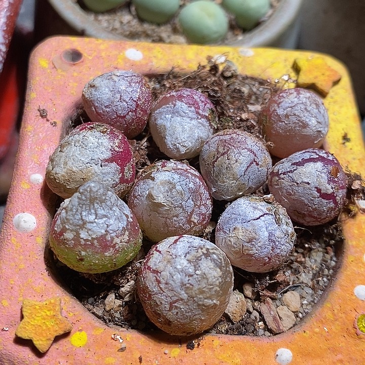 大于一厘米灯泡一组十颗。    