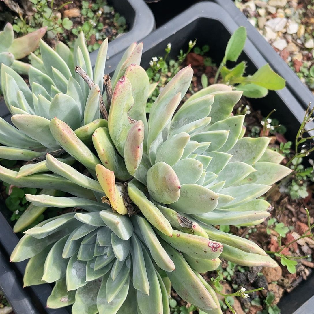 花朵苹果叶老桩959