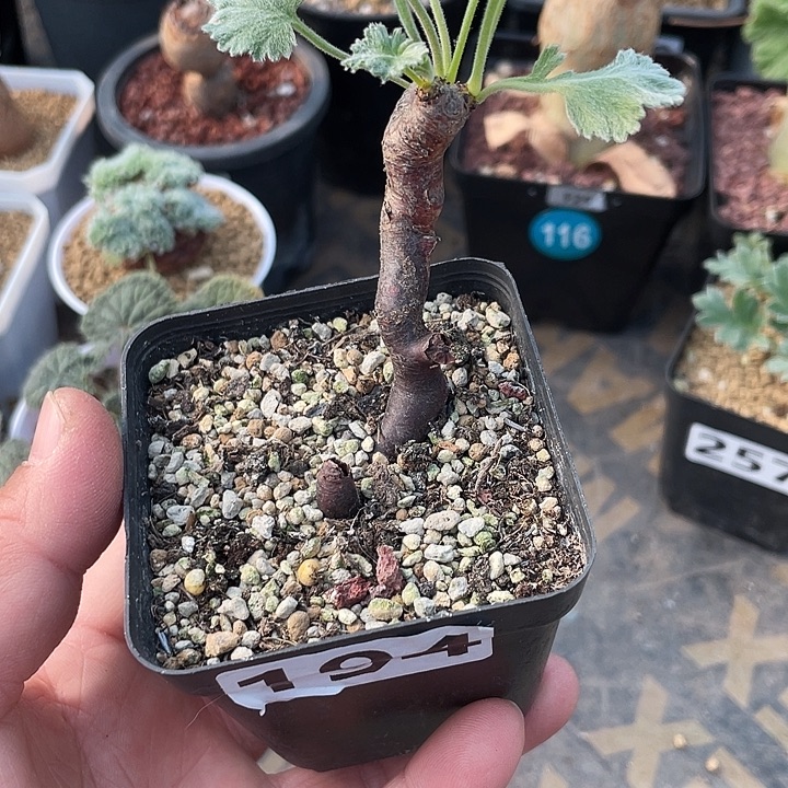 194产地枝干杨葵块根