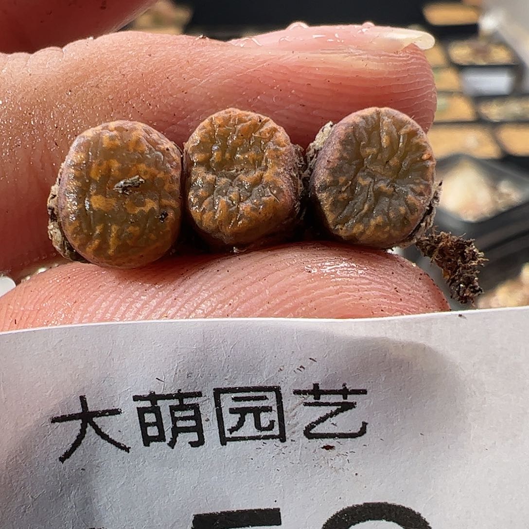 一物一拍1415.13草莓果冻勋章952