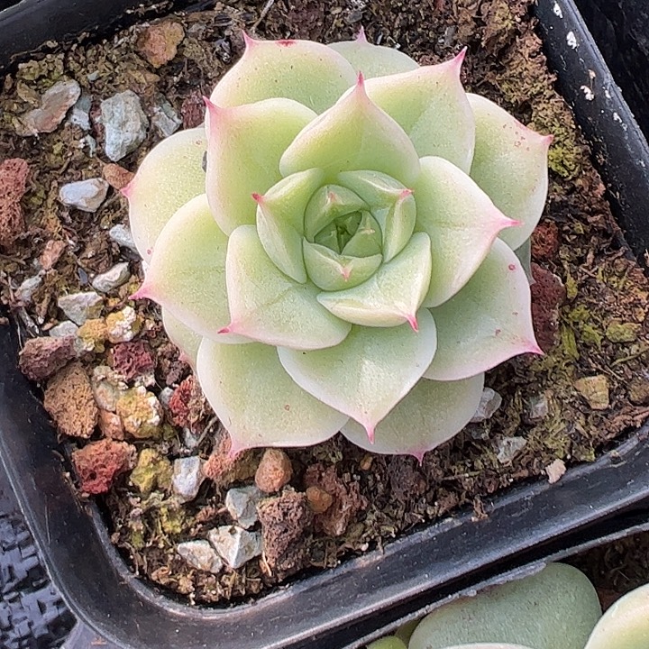 单头睫毛麦秆带盆发货