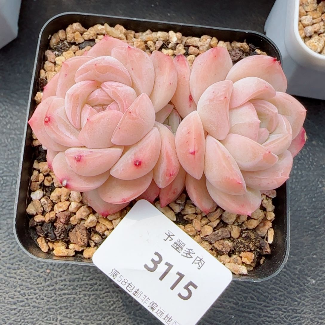 冰玉杂，3115多肉植物