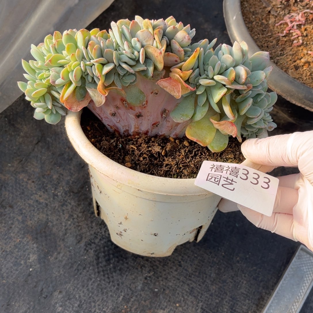 333凤缀多肉植物……