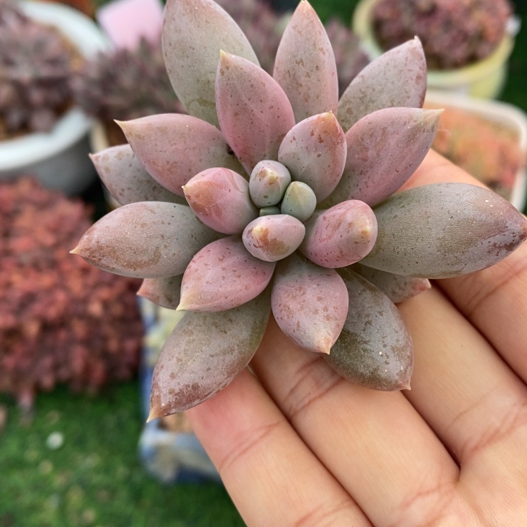 哥特萝莉一物一拍