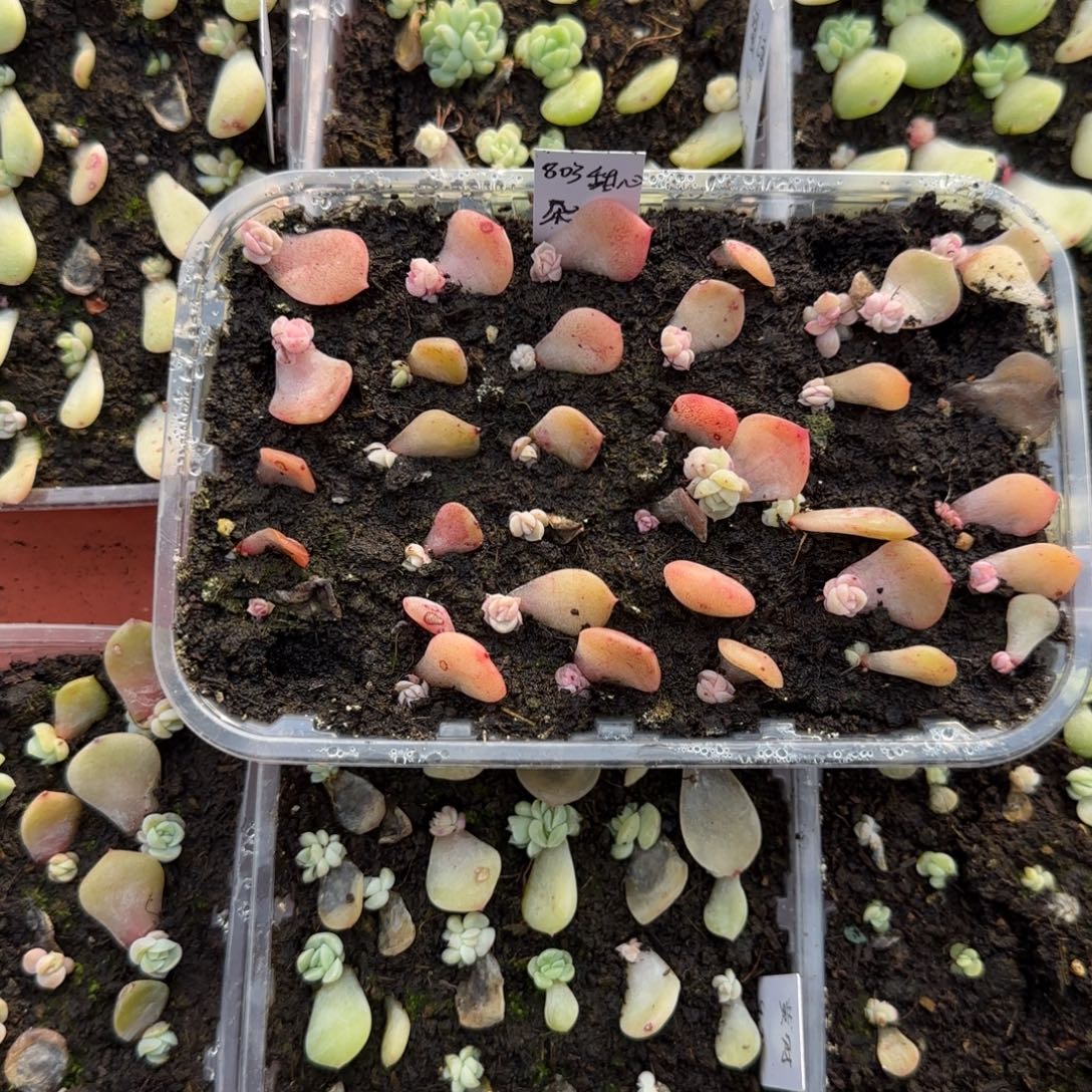 3个803 芝麻穴满25包邮