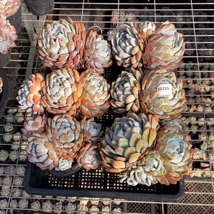 121125六个嗯嗯嗯好喜欢