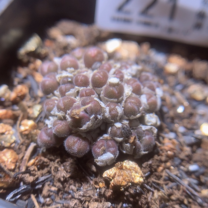 抖***谱精品生石花225.221