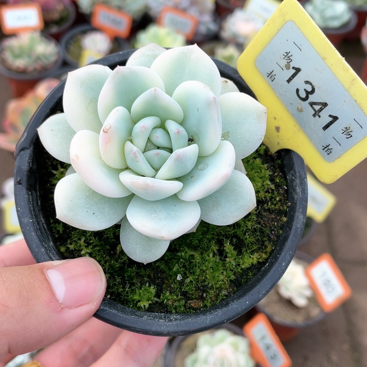 【闪购商品】1341号