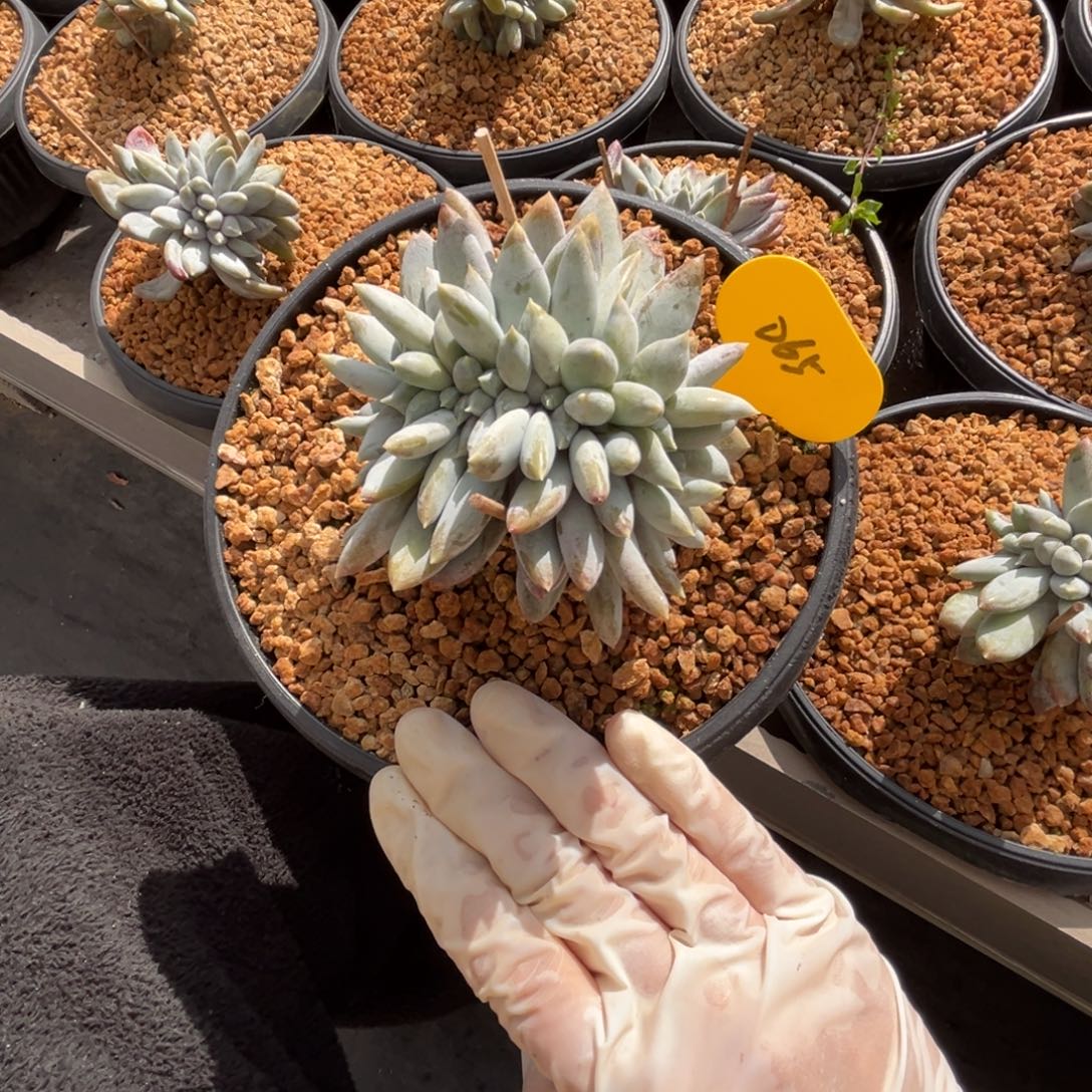 雷***可d65哥特萝莉缀化呀