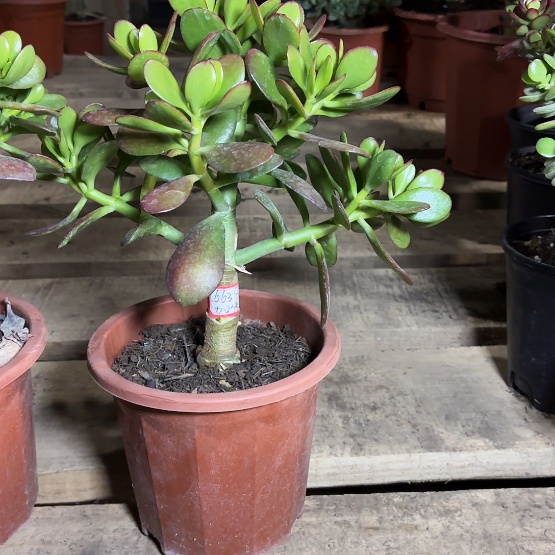 尘***烟6638韩国紫叶带土球发货