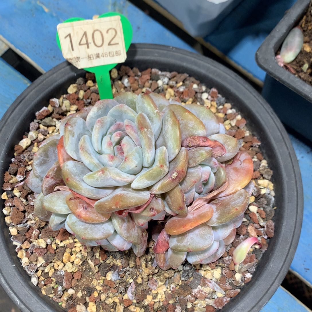 石榴籽星影开播福利