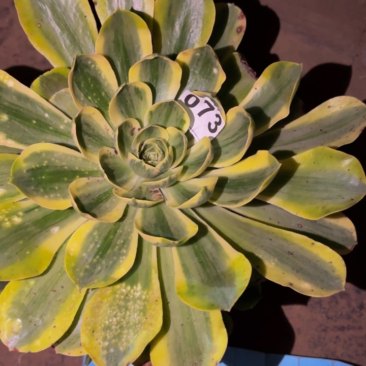 073加州香炉盘多肉植物锦