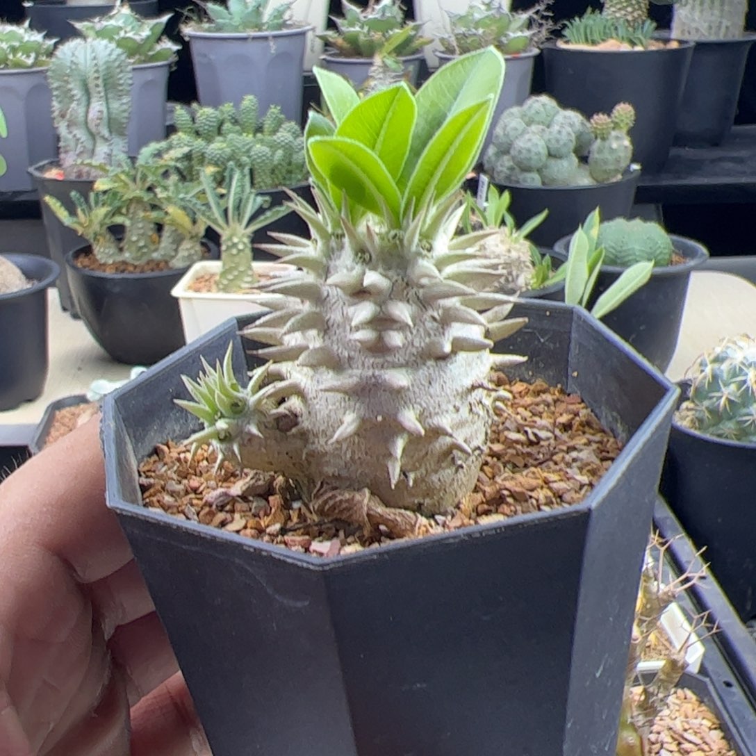 惠比大黑一物一拍默认脱土发