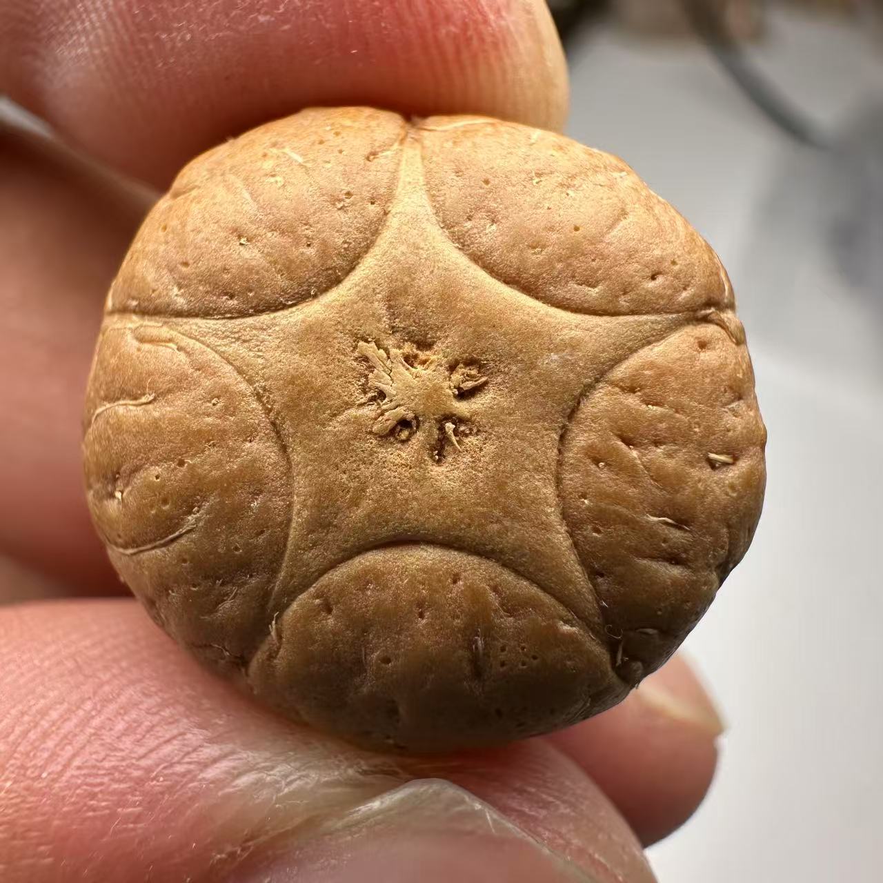 尼泊尔五星菩提，尺寸20，sss系列，货号40