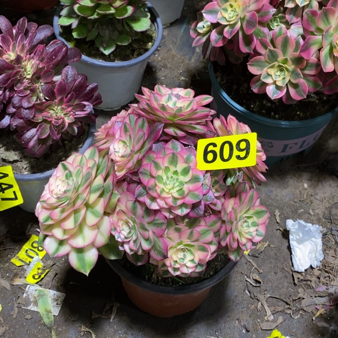 荔枝多肉法师609