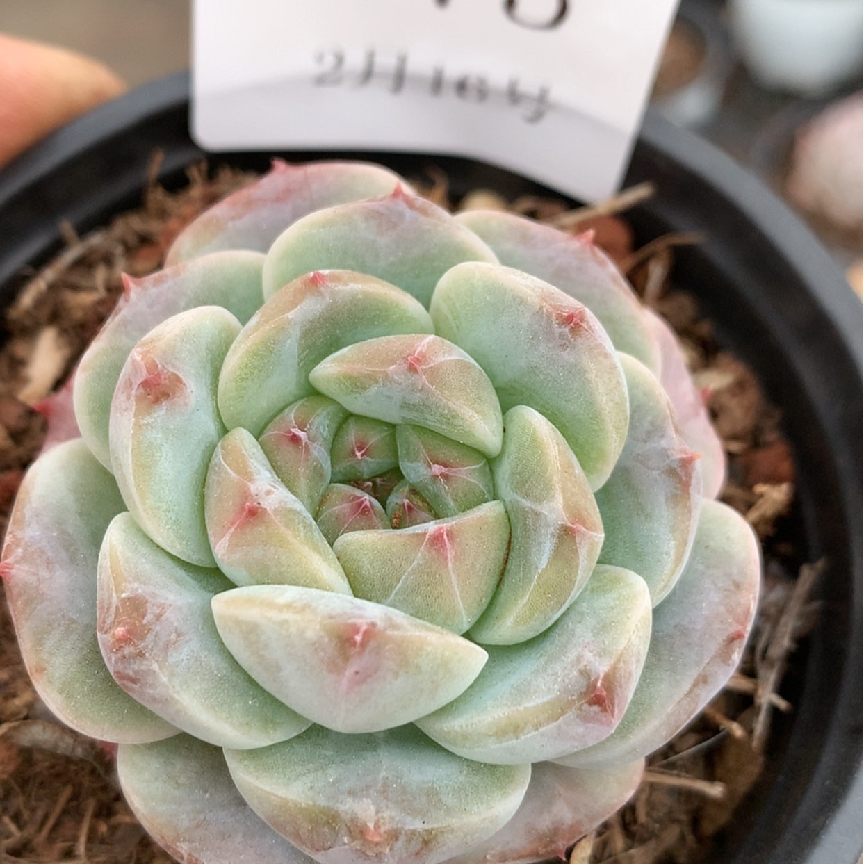 【闪购商品】云573