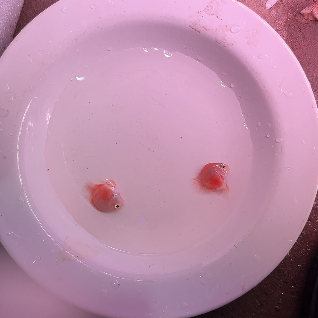 鹦鹉鱼桃心胭脂粉迷你鹦鹉鱼