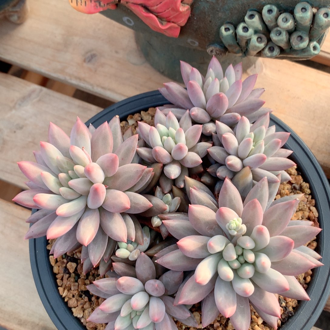 多肉植物一物一拍红蜻蜓