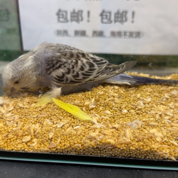 虎皮鹦鹉大头虎皮鹦鹉