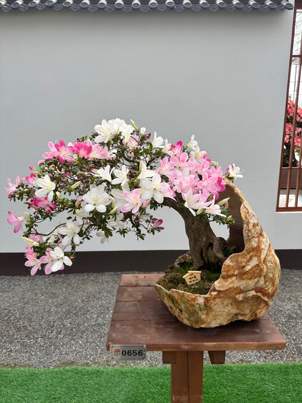 杜鹃花杨梅红十大名花之一原生杜鹃