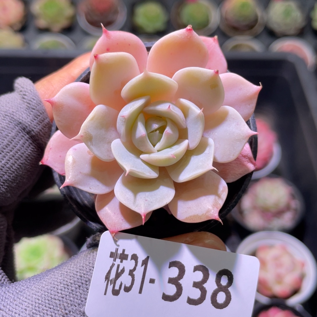 花利美31-338雪域