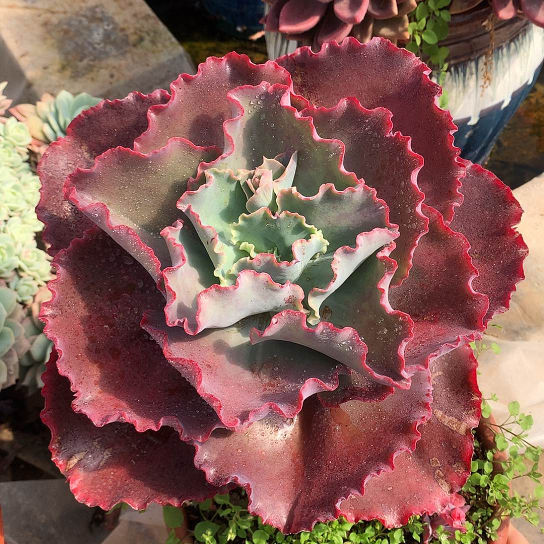 蓝色妖姬一物一拍