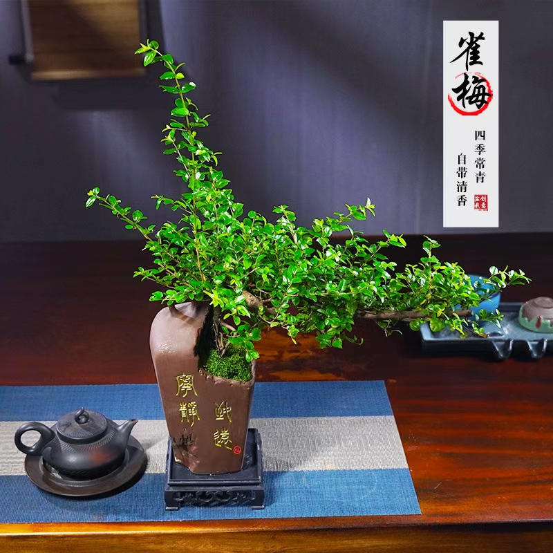 飘枝雀梅造型老桩办公室内客厅桌面老盆景四季常青放青松绿植盆栽