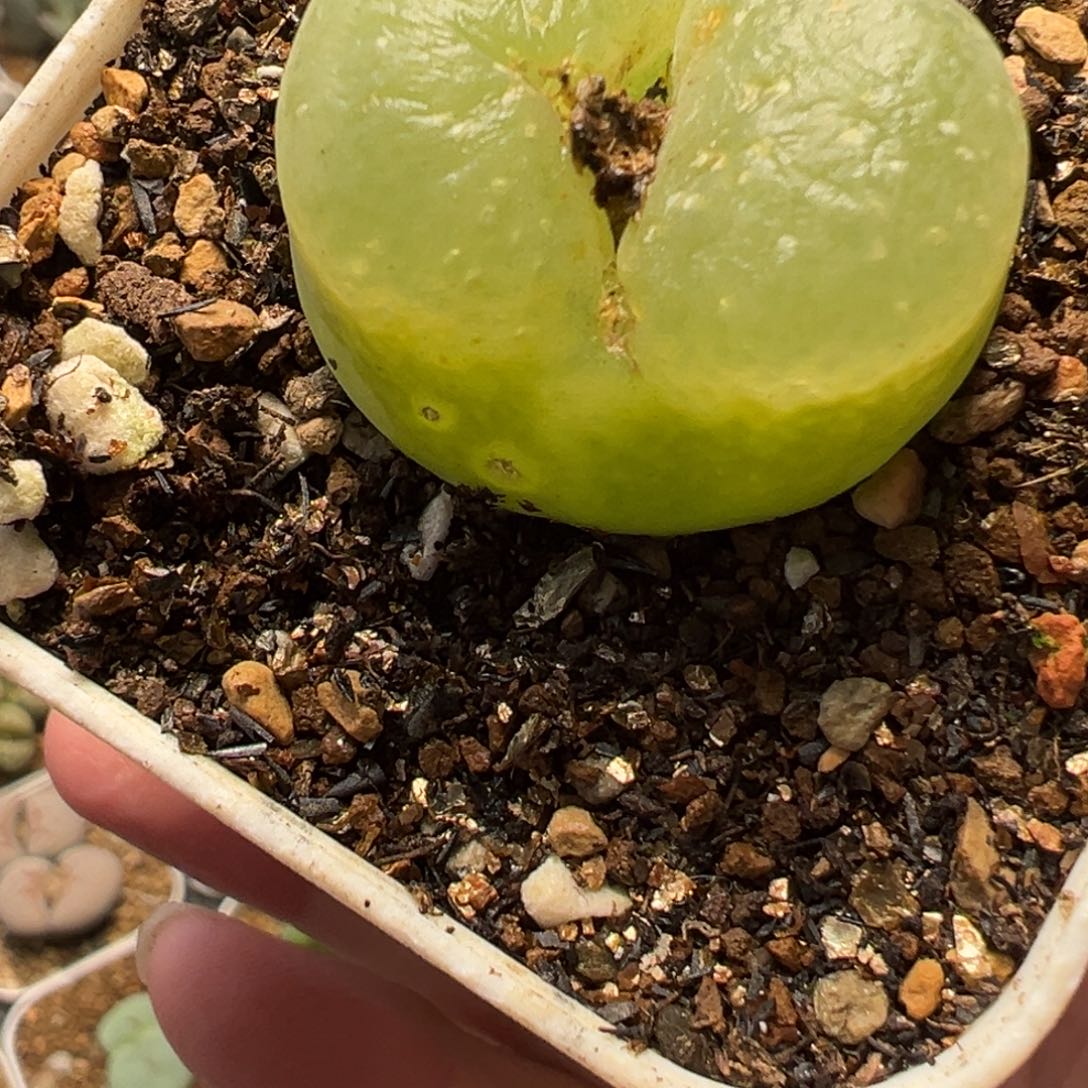 软***糖绿拉登毛多肉百科254