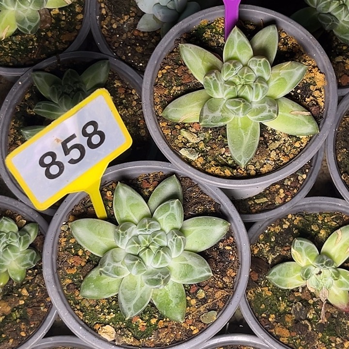 用***寒多肉植物青花瓷316/858