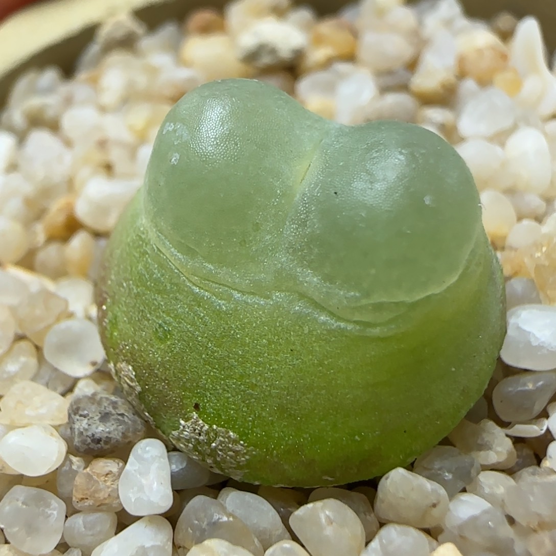 2.15精品多肉拉登1.5公分36号