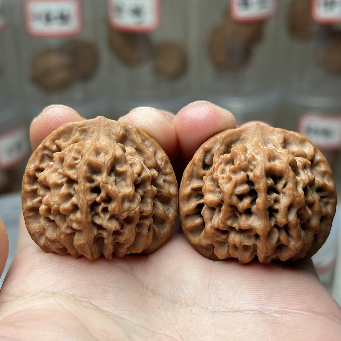 38秦岭闷尖狮子头全品无修