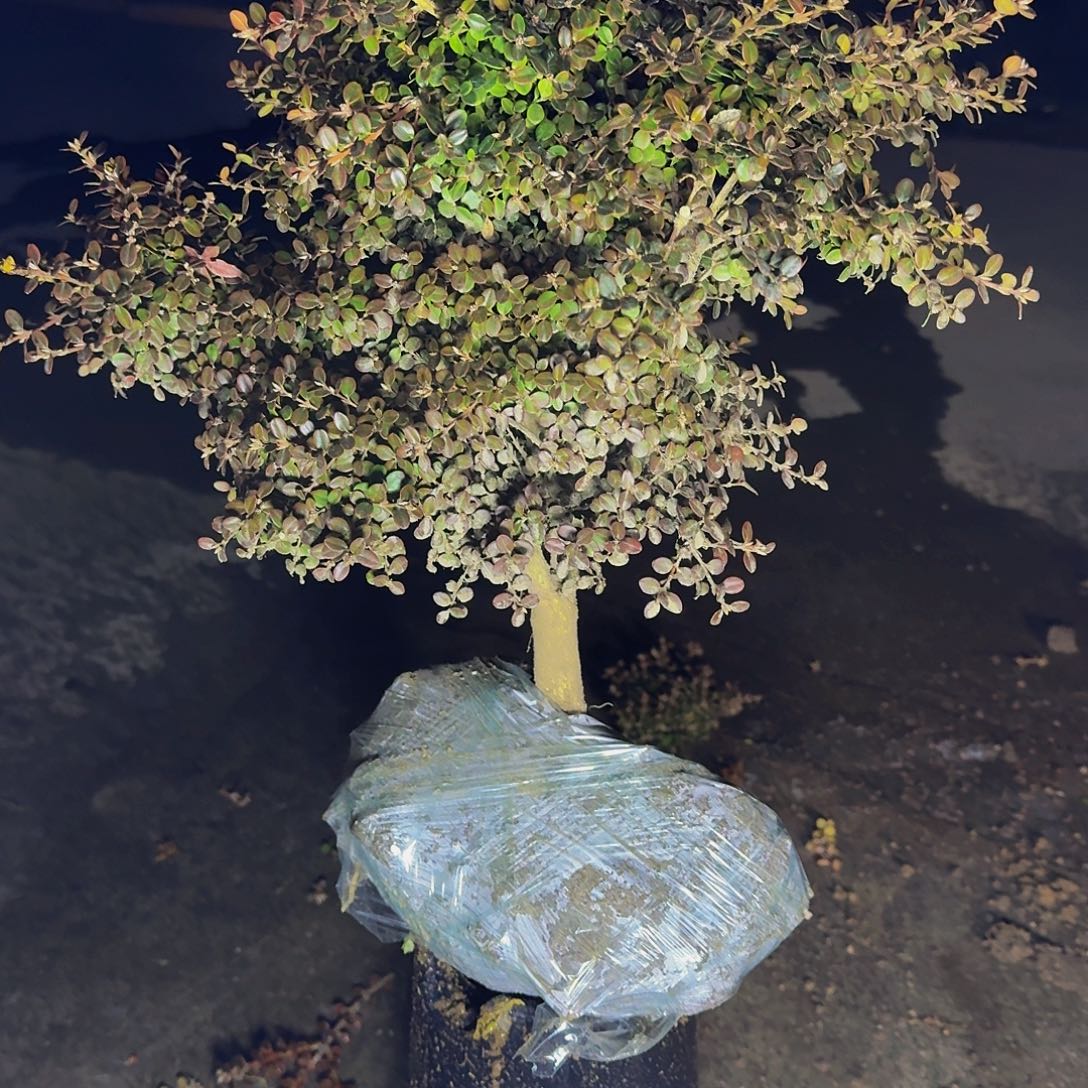 无花朵大别山 珍珠黄杨品种