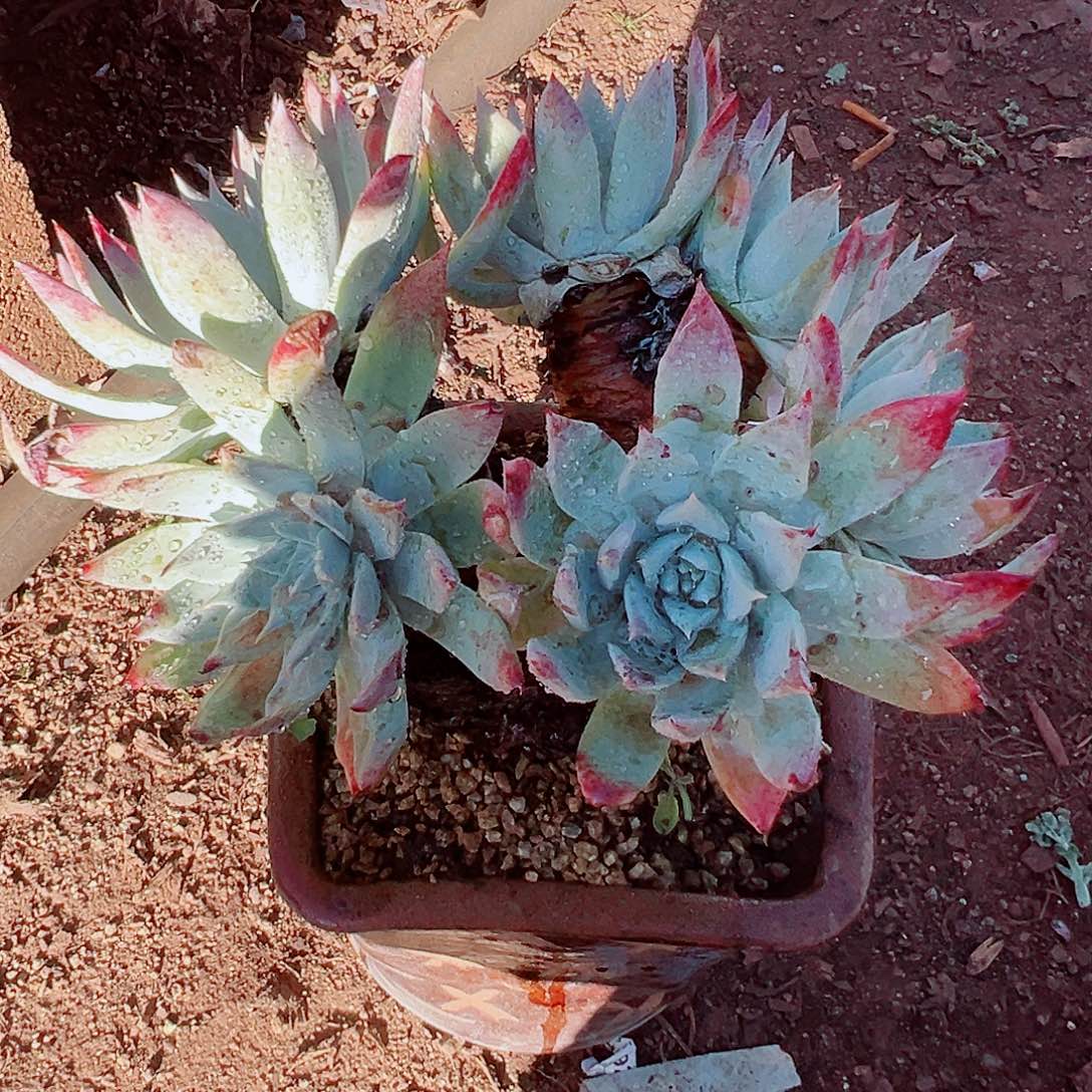 9106流丹雪山仙女杯