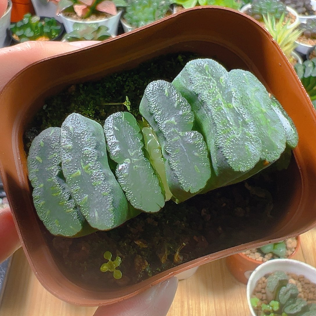 5351玉露多肉植物一颗