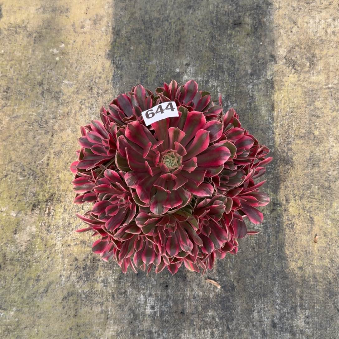 644！女妖法师多肉植物