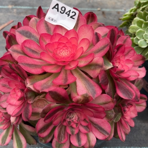 942荔枝20厘米左右