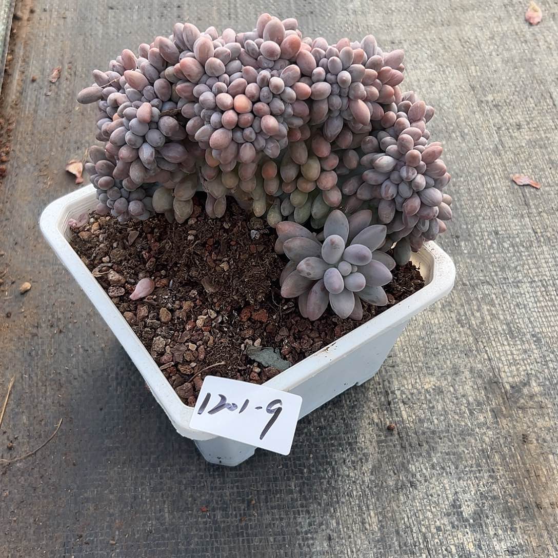 吃****1201-9汤圆缀化多肉