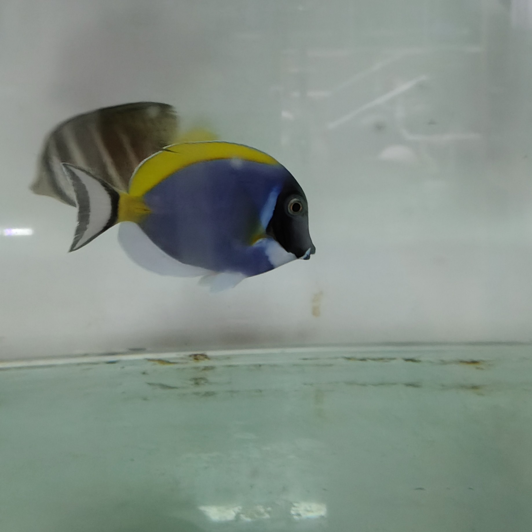 海水鱼粉蓝秒颗粒状态