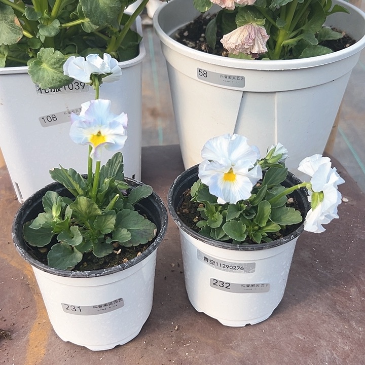 木抖音直播闪拍231/232