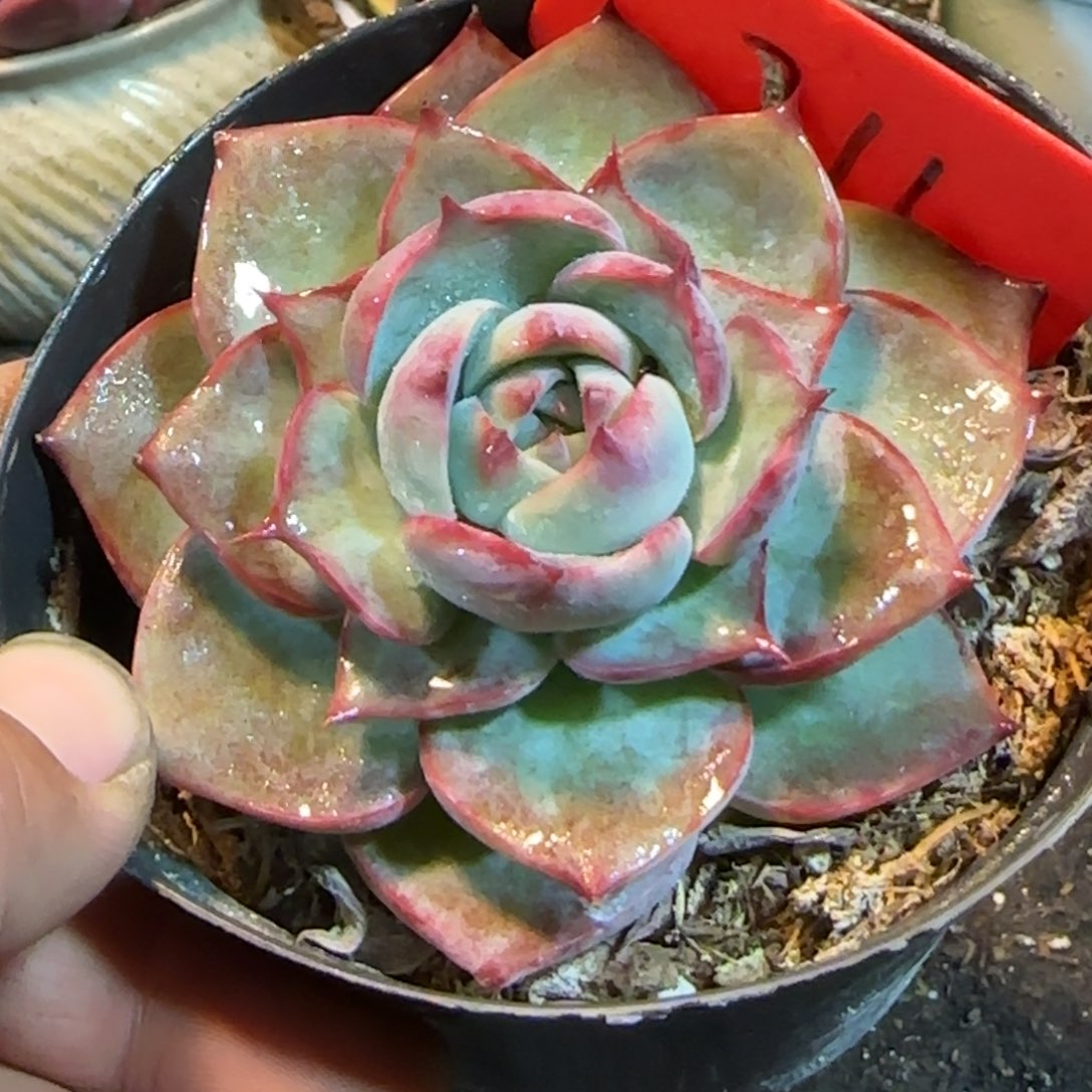 特殊惊鸿一物一拍包装收缩花旱211