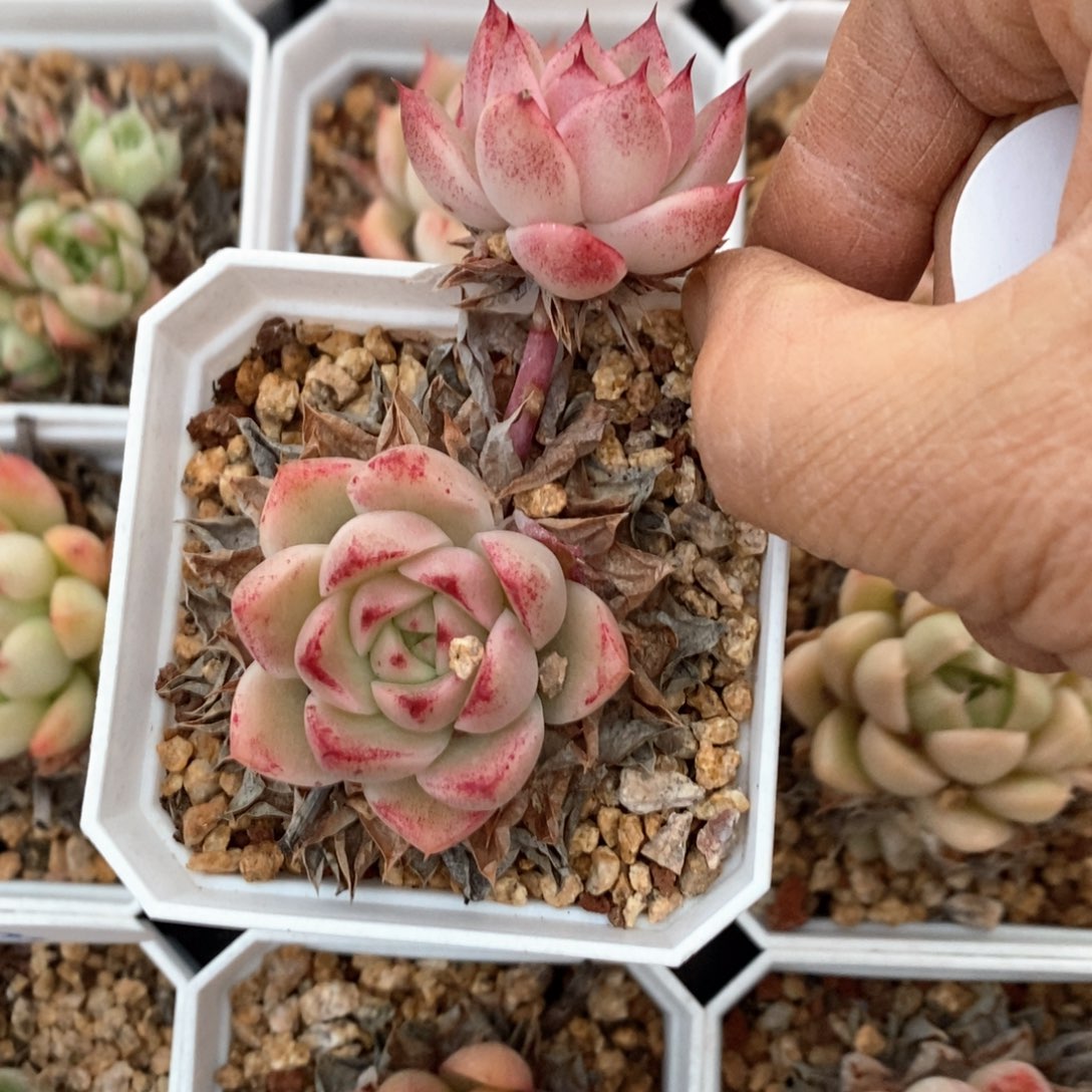 精品多肉一物一拍不包整197