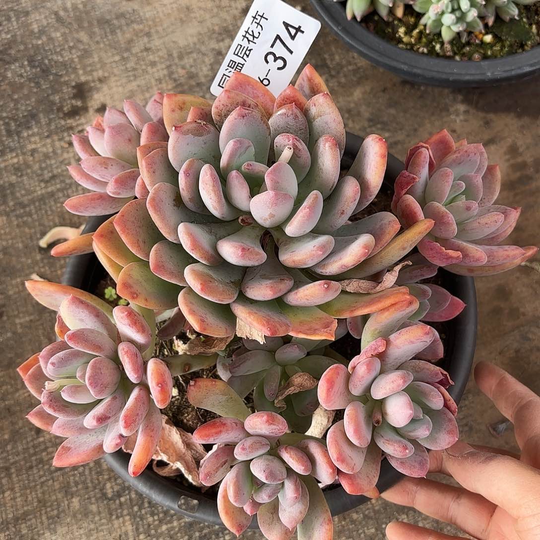 同温层多肉灰姑娘374