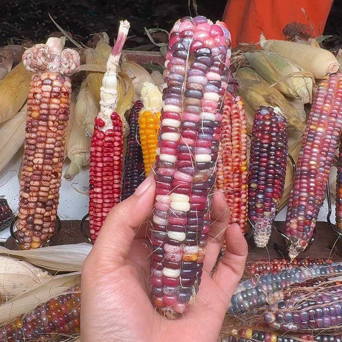 天***右吊坠柏香籽/百香籽