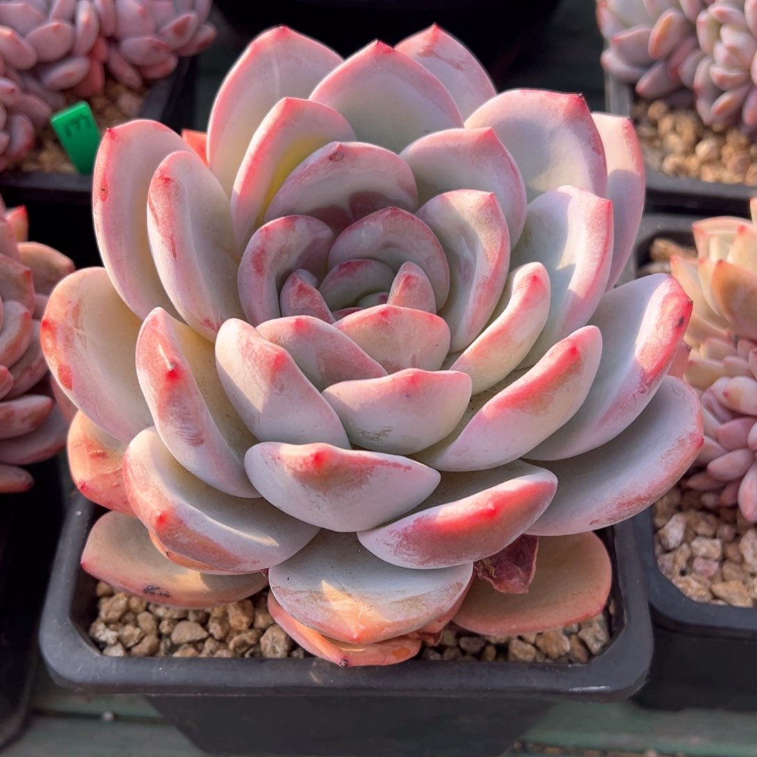 糖心雪天使多肉植物