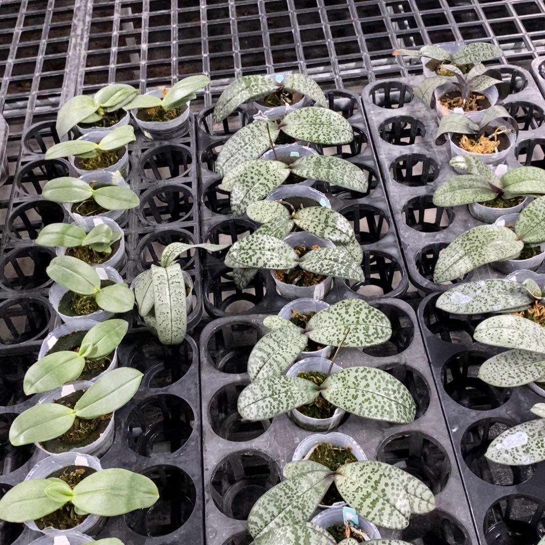 悠***丫当前无花栽培后可以开花爱立丝