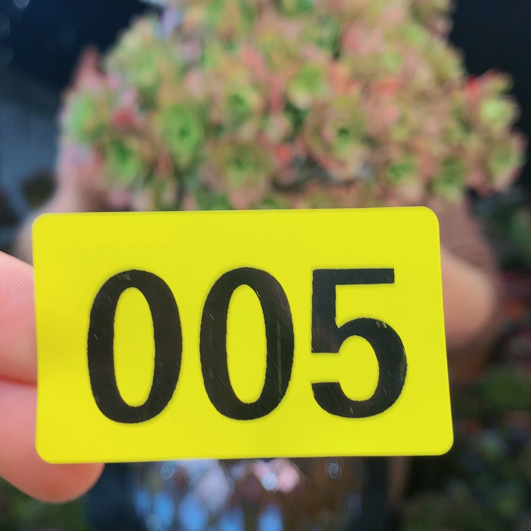 柒哥多肉精品一物一拍（不包断侧枝）005