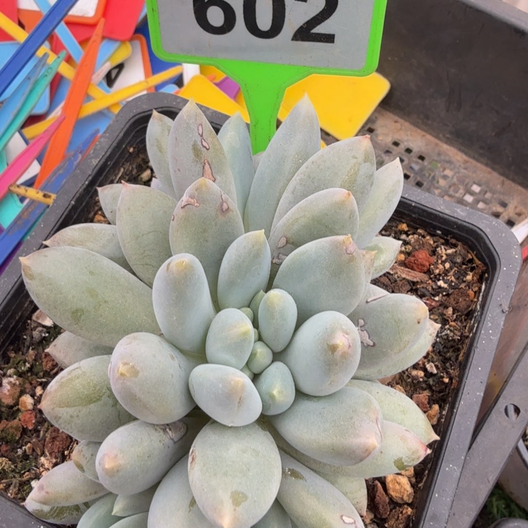 多肉植物漂亮哥特602
